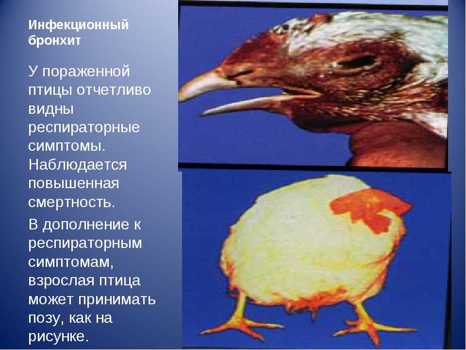 Кокцидиоз у кур: симптомы, развитие заболевания и его влияние на качество мяса, лечение птиц