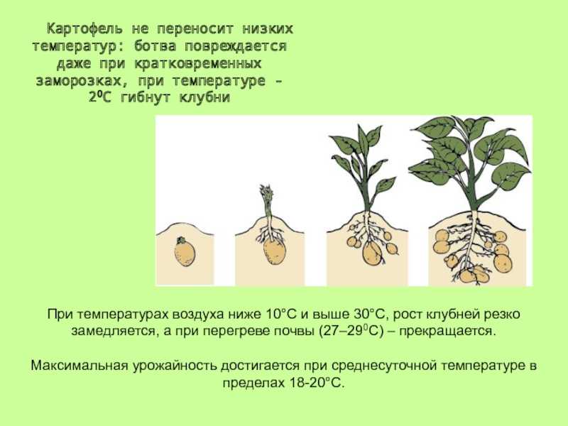 Посадка картофеля в гребни: как правильно сажать вручную, плюсы и минусы, целесообразность выращивания, как и когда садить