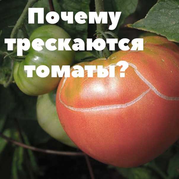 Болезни тепличных помидоров и их лечение