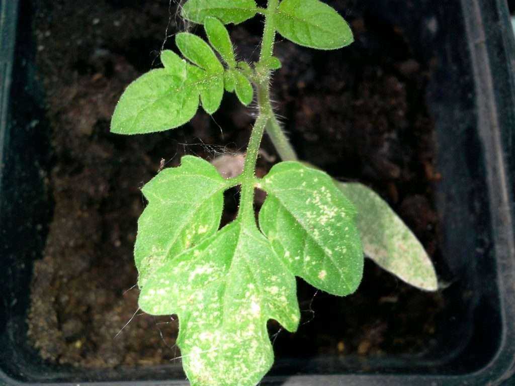Почему белеют листья у помидор: выясняем причины и приступаем к лечению