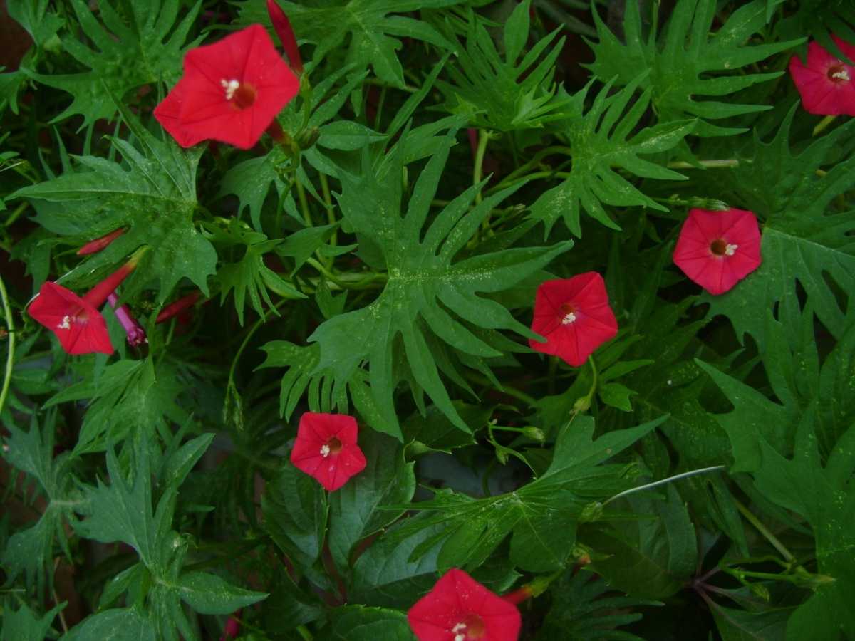 Квамоклит перистый - это уникальное быстрорастущее тропическое растение Читайте об особенностях его выращивания в открытом грунте: посадка, уход, сорта