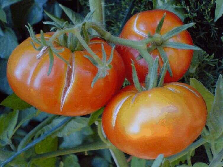 Какие бывают болезни помидоров в теплице и борьба с ними