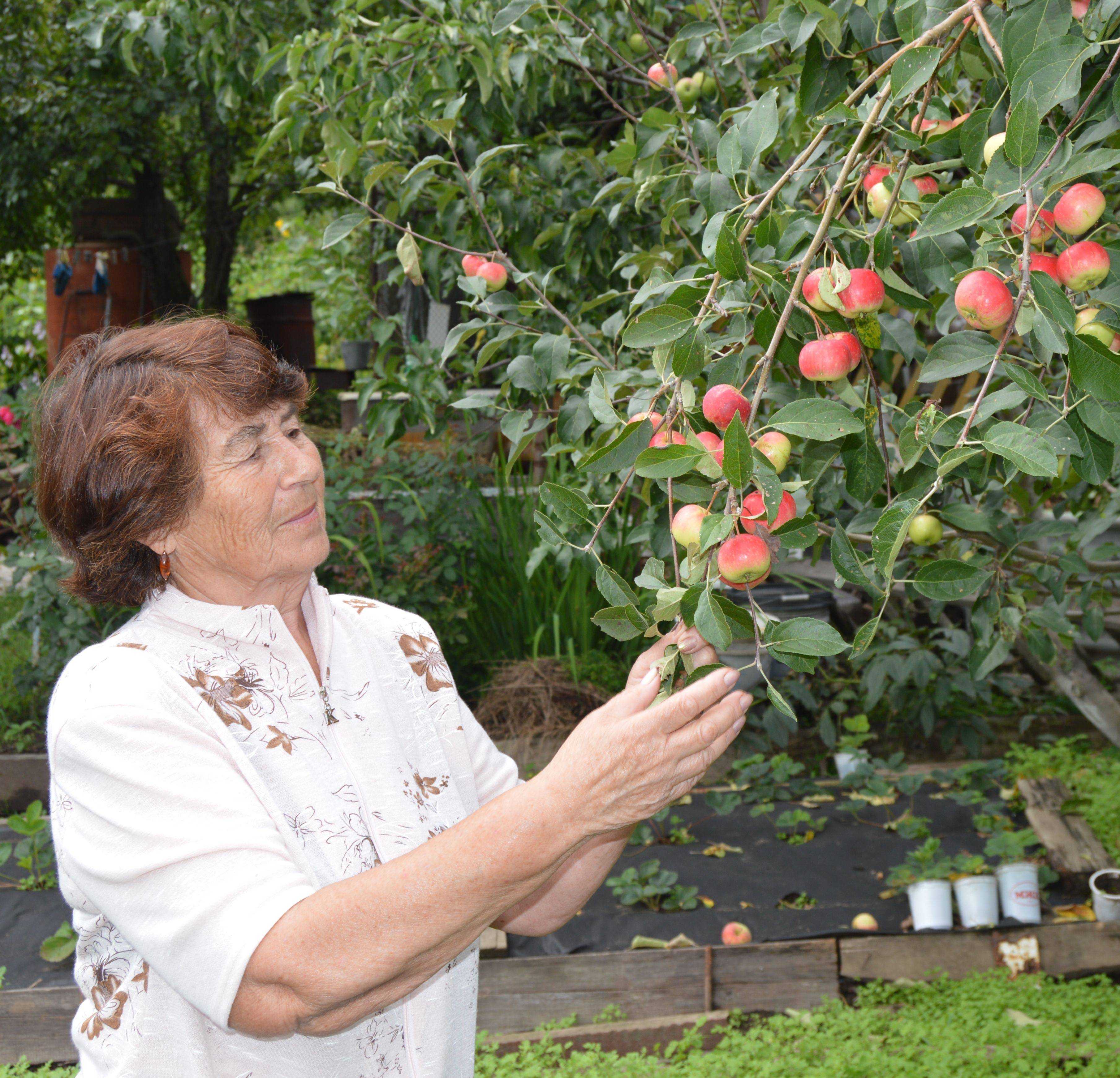 Описание и характеристики летнего сорта яблонь мантет, правила посадки и выращивания