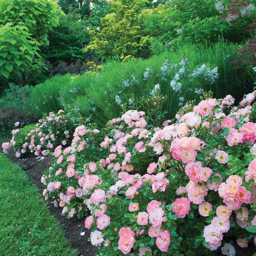 Почвопокровные розы в ландшафтном дизайне: фото, сорта, посадка