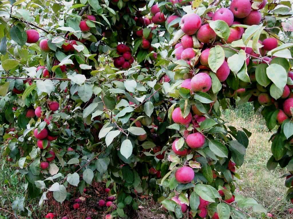 Описание сорта яблони эра: фото яблок, важные характеристики, урожайность с дерева