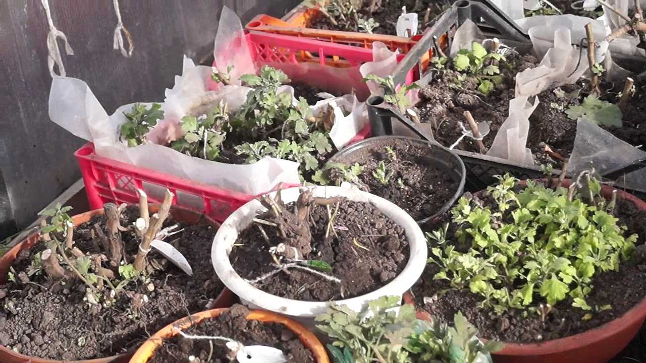 Посадка хризантем осенью: когда сажать, уход, размножение