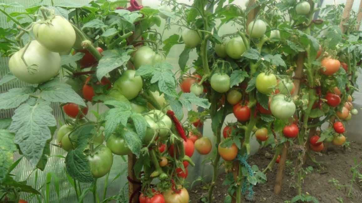 Как правильно ухаживать за помидорами в теплице и открытом грунте