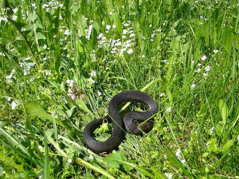 Причины и профилактика появления змей на дачном участке Как избавиться от змей: действенные химикаты, отпугиватели, народные средства