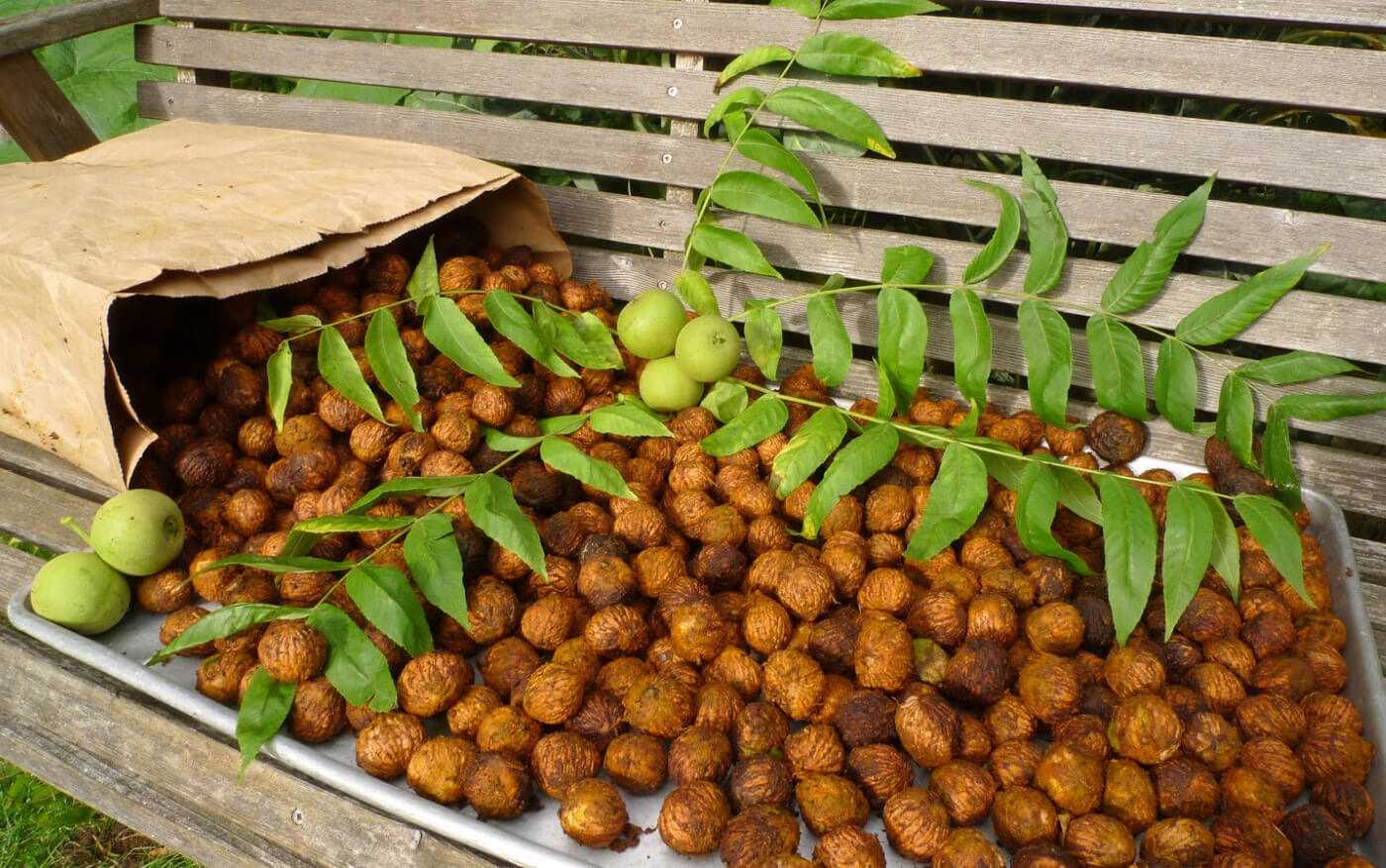 Маньчжурский орех в сибири: выращивание и уход за растением в открытом грунте, лучшие сорта, фото