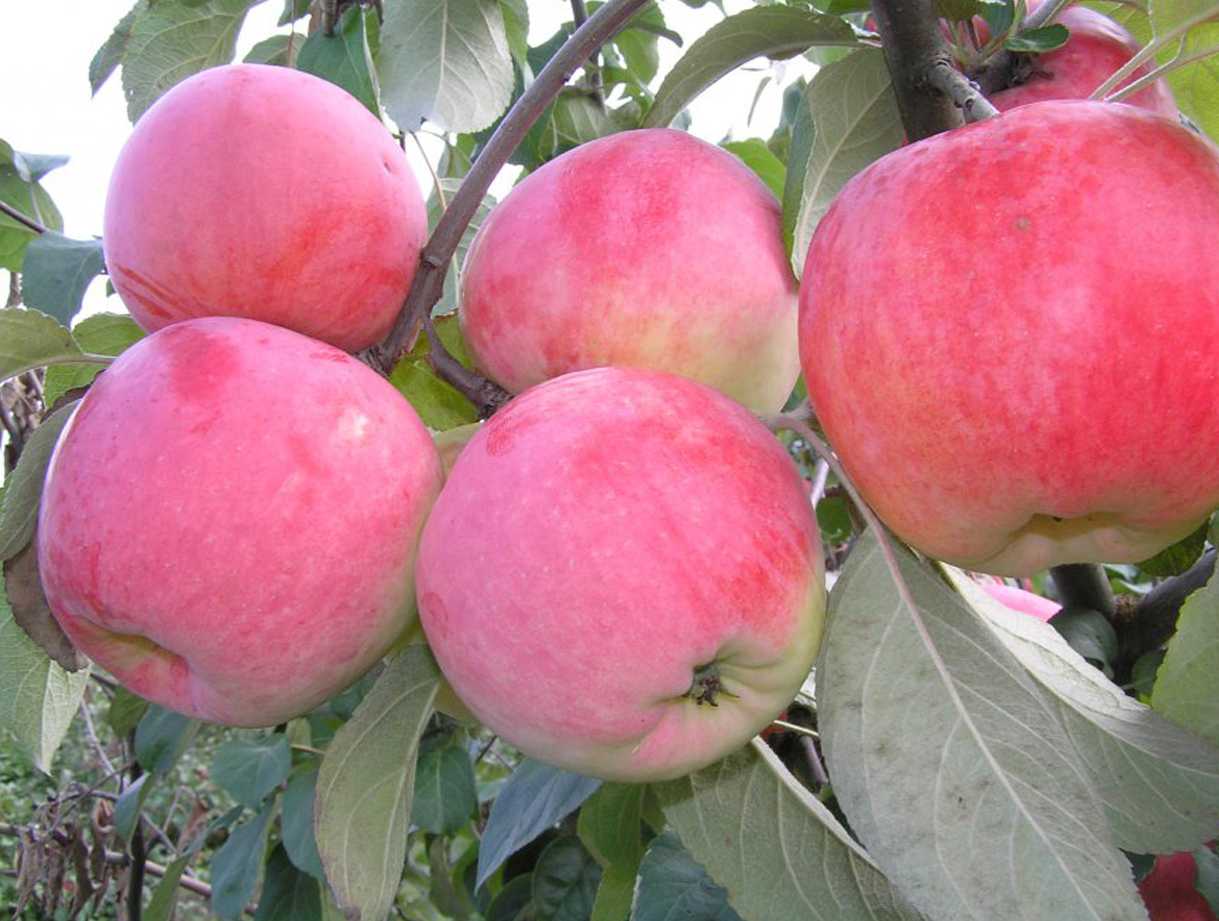 Яблоня заветное: особенности сорта и ухода