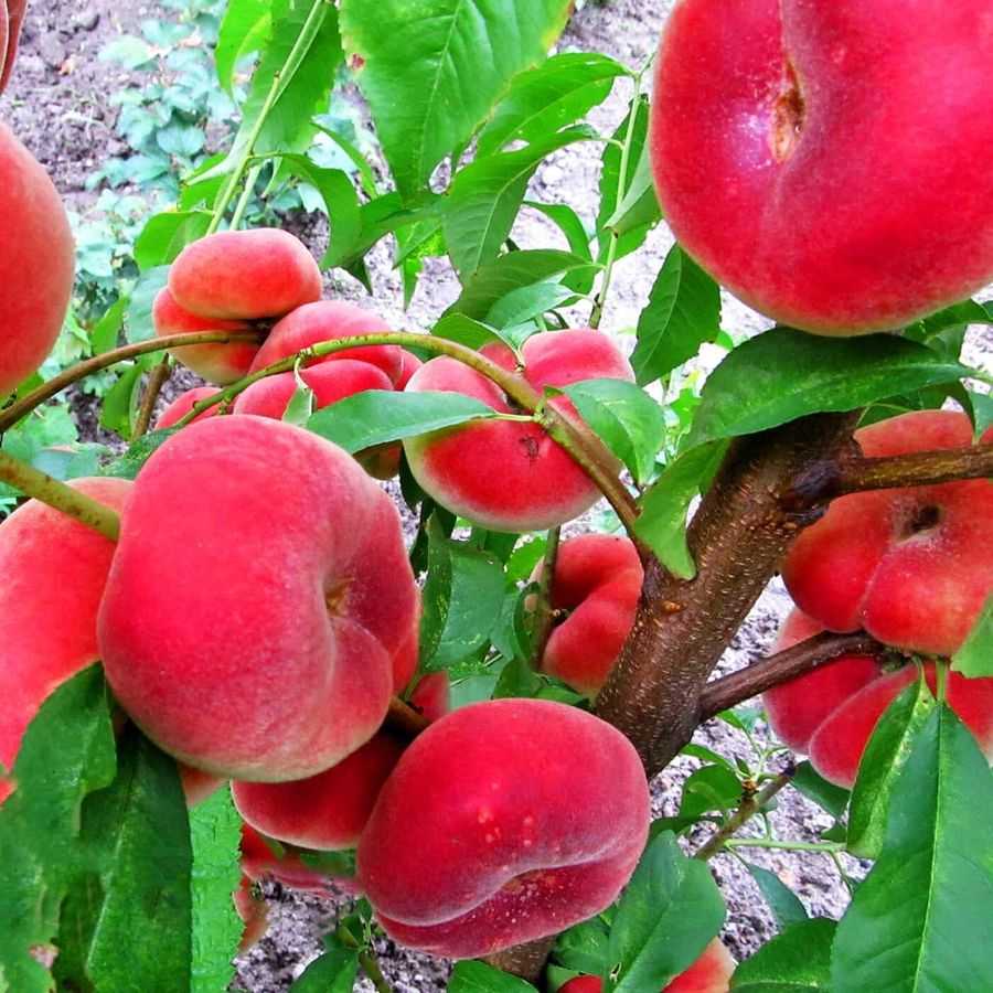 Лучшие сорта инжирного персика - сад и огород