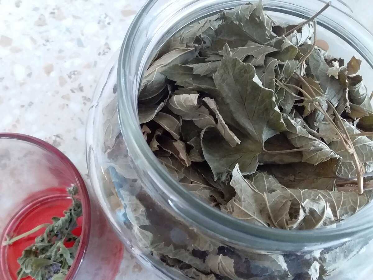 Как правильно сушить листья малины для чая в домашних условиях