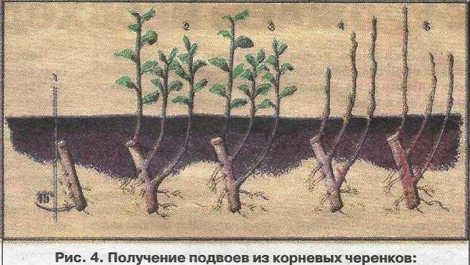 Колоновидные яблони: что это такое, формирование, как садить и прививать, выращивание и уход