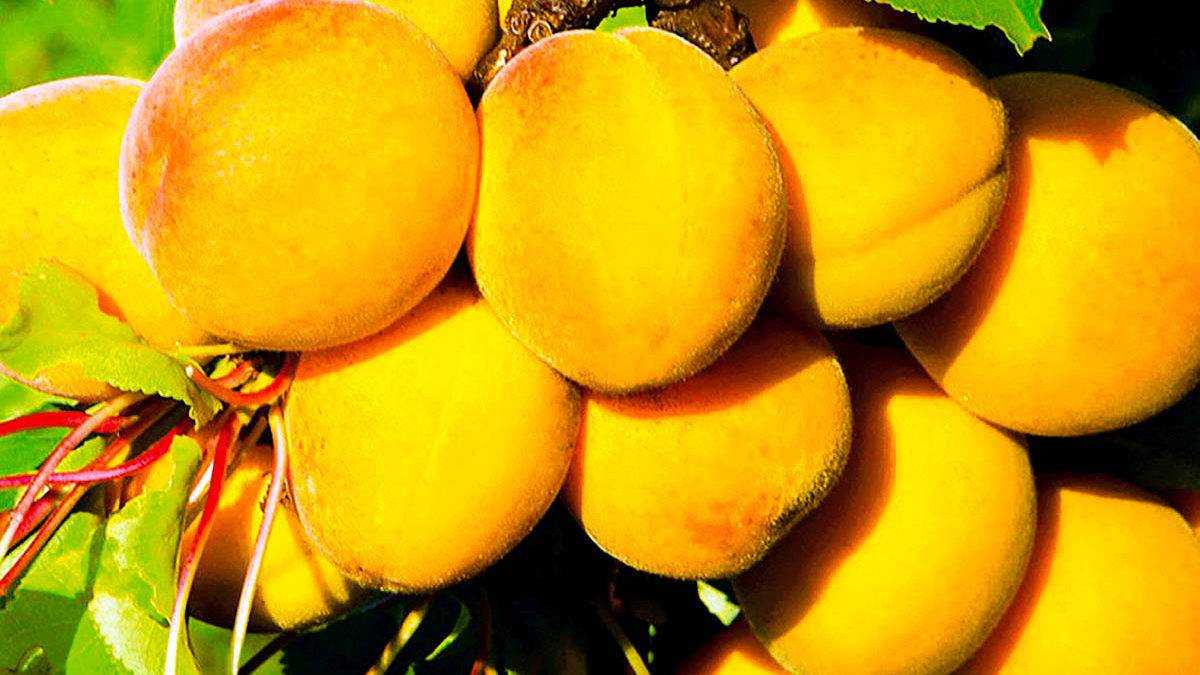 Сорта абрикос: описание, преимущества и недостатки ранних, среднеспелых, поздних, с мелкими плодами, белых абрикосов