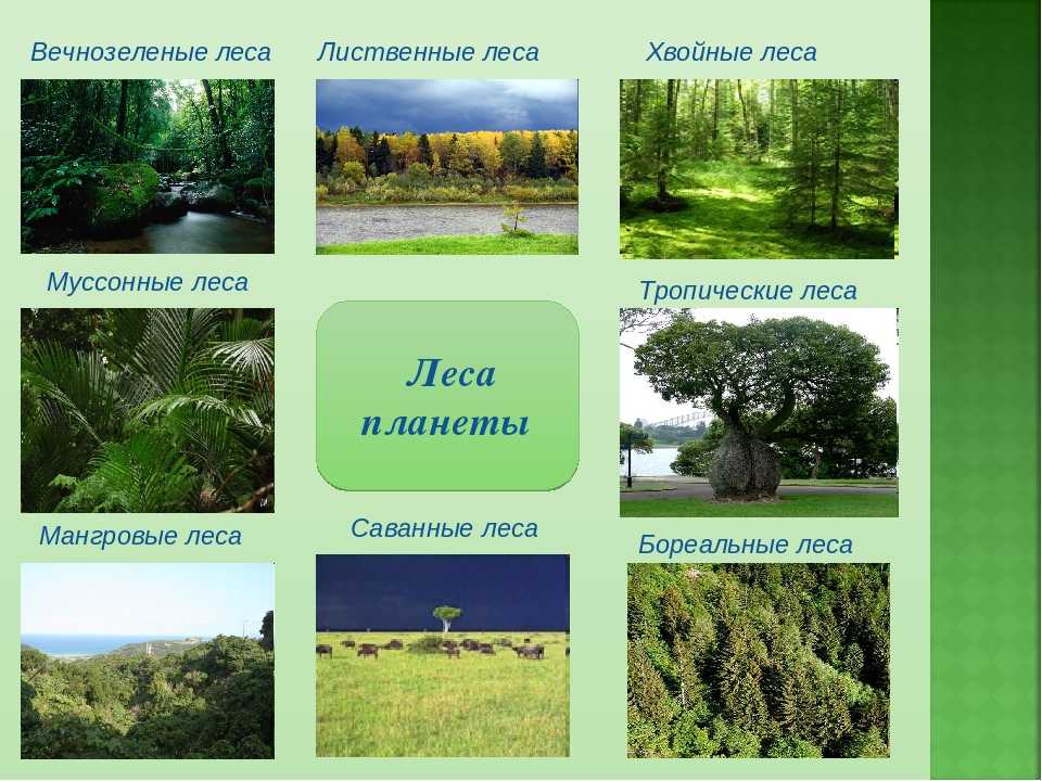 Типы леса: современные принципы класификации :: businessman.ru