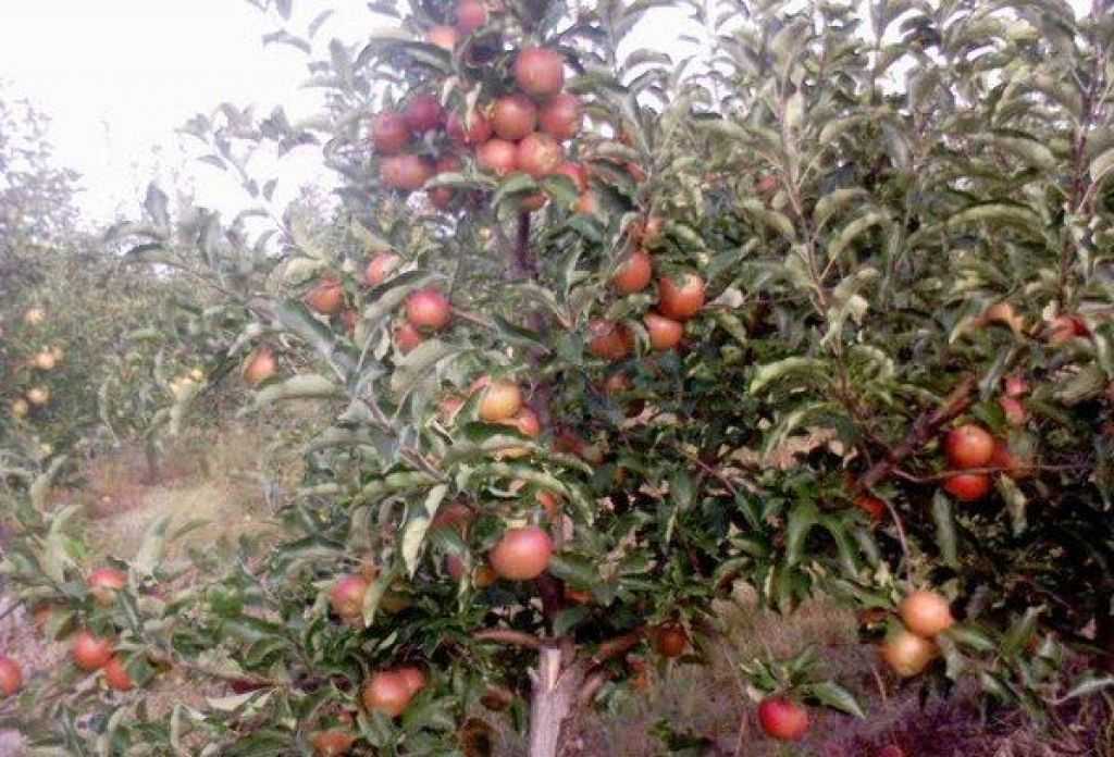 Описание сорта яблони гала роял: фото яблок, важные характеристики, урожайность с дерева