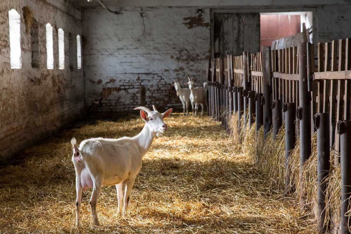 Как правильно доить коз руками и доильным аппаратом — описание процесса раздоя