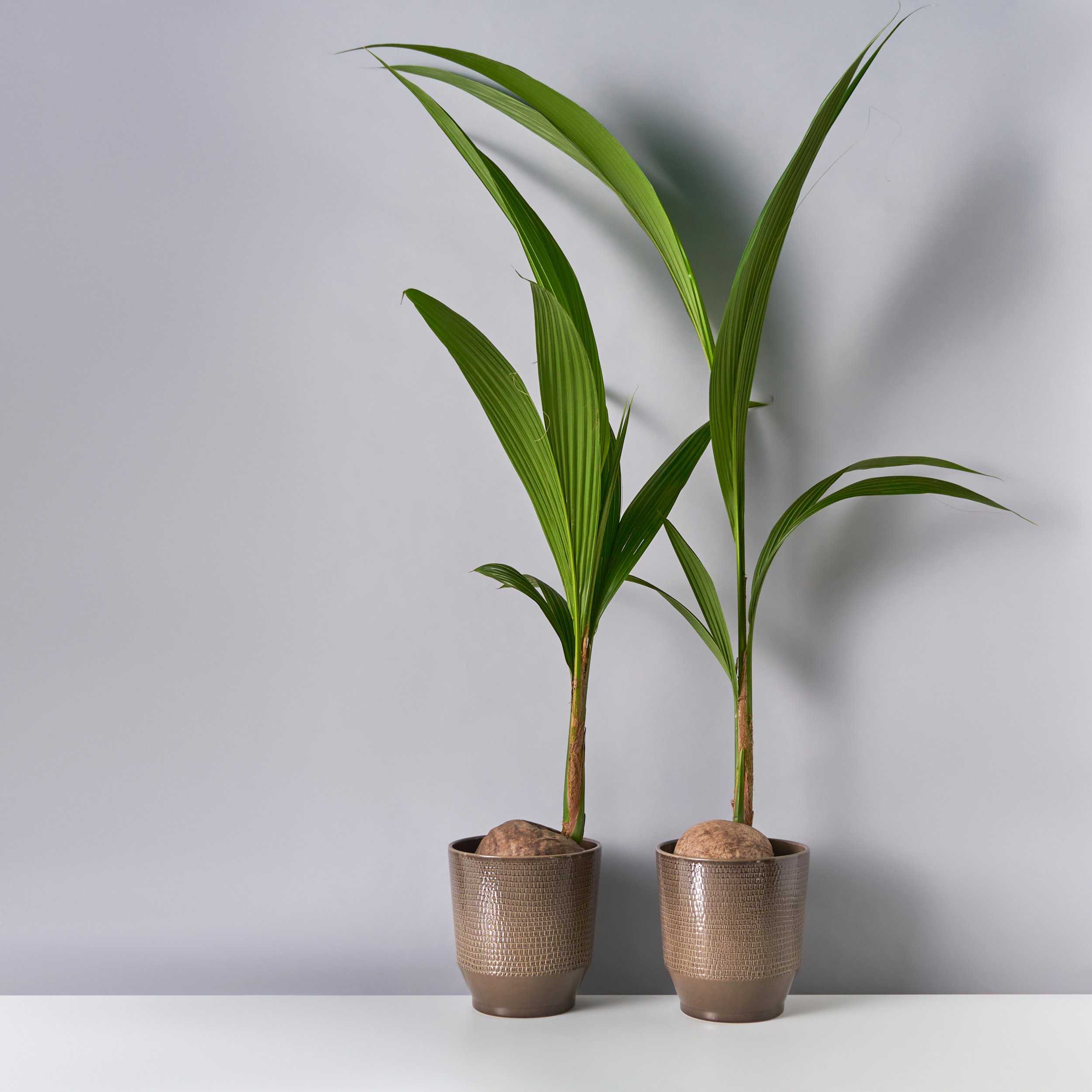 Как вырастить пальму из семян в домашних условиях – пошаговая инструкция с фотографиями [2019]