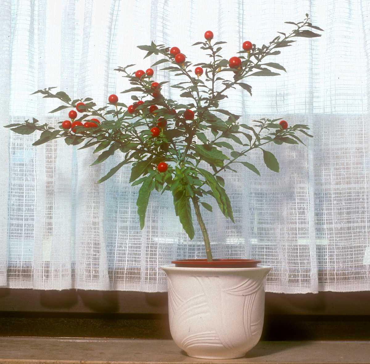 Растение соланум с декоративным урожаем: как вырастить многолетник в домашних условиях