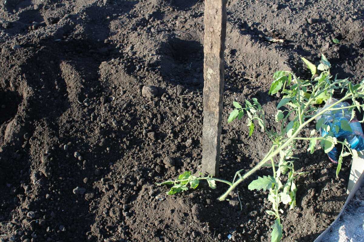 Нужно ли окучивать помидоры в открытом грунте: советы огородников