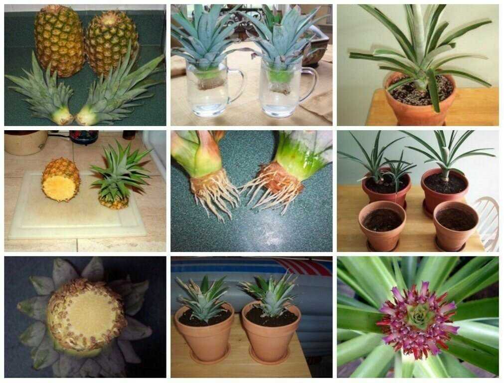 Как вырастить ананас - wikihow