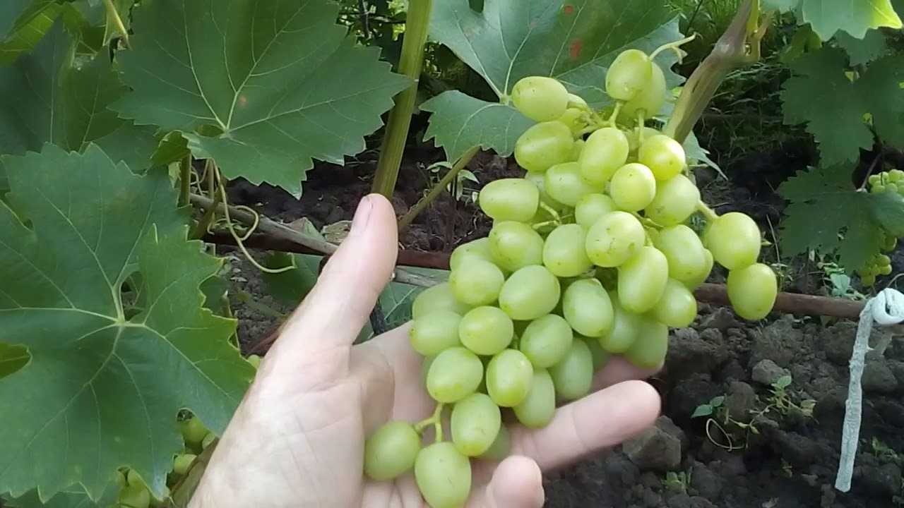 Роса ложная мучнистая  винограда