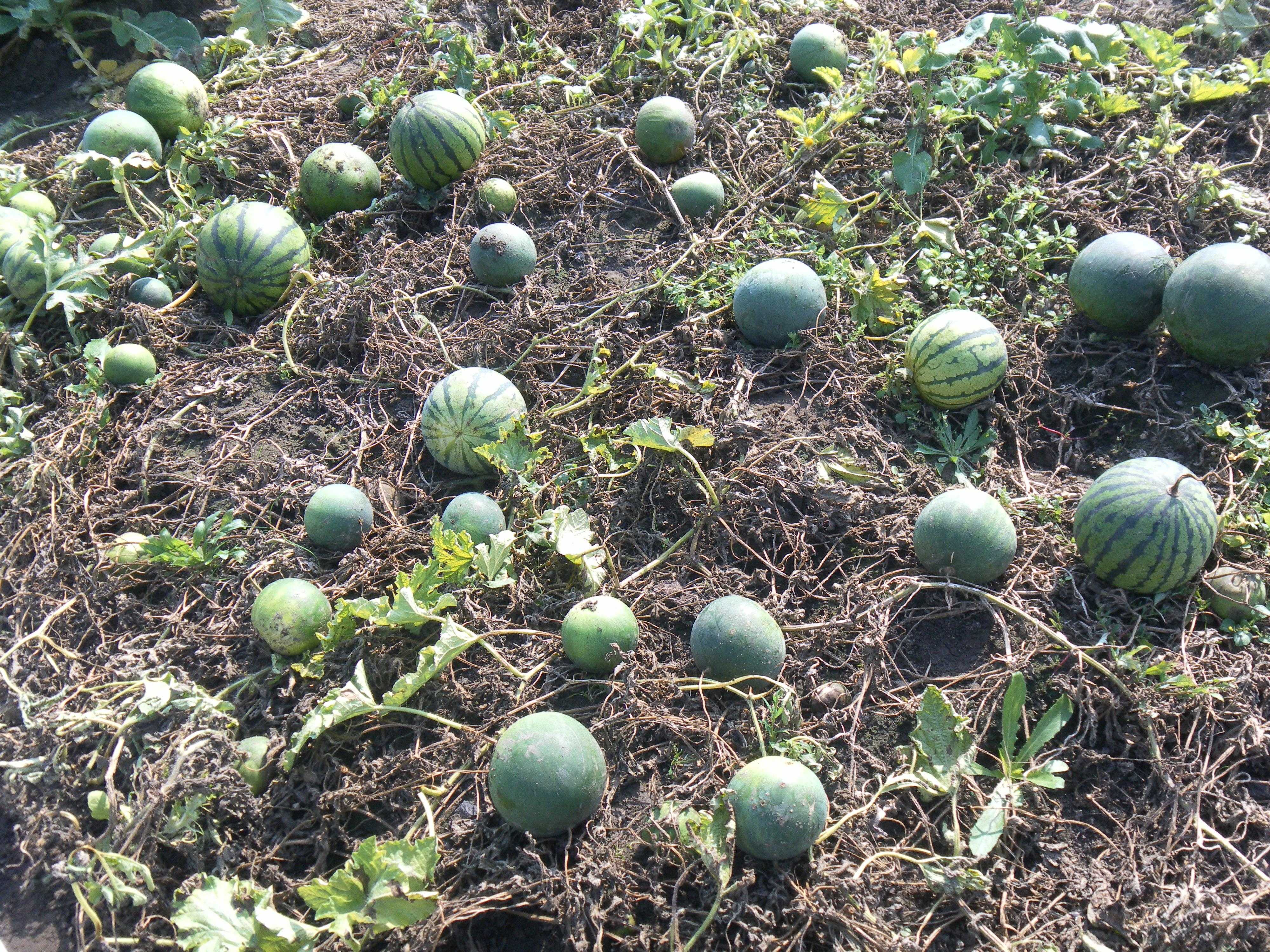 Выращиваем арбузы в средней полосе и подмосковье в теплице и в открытом грунте
