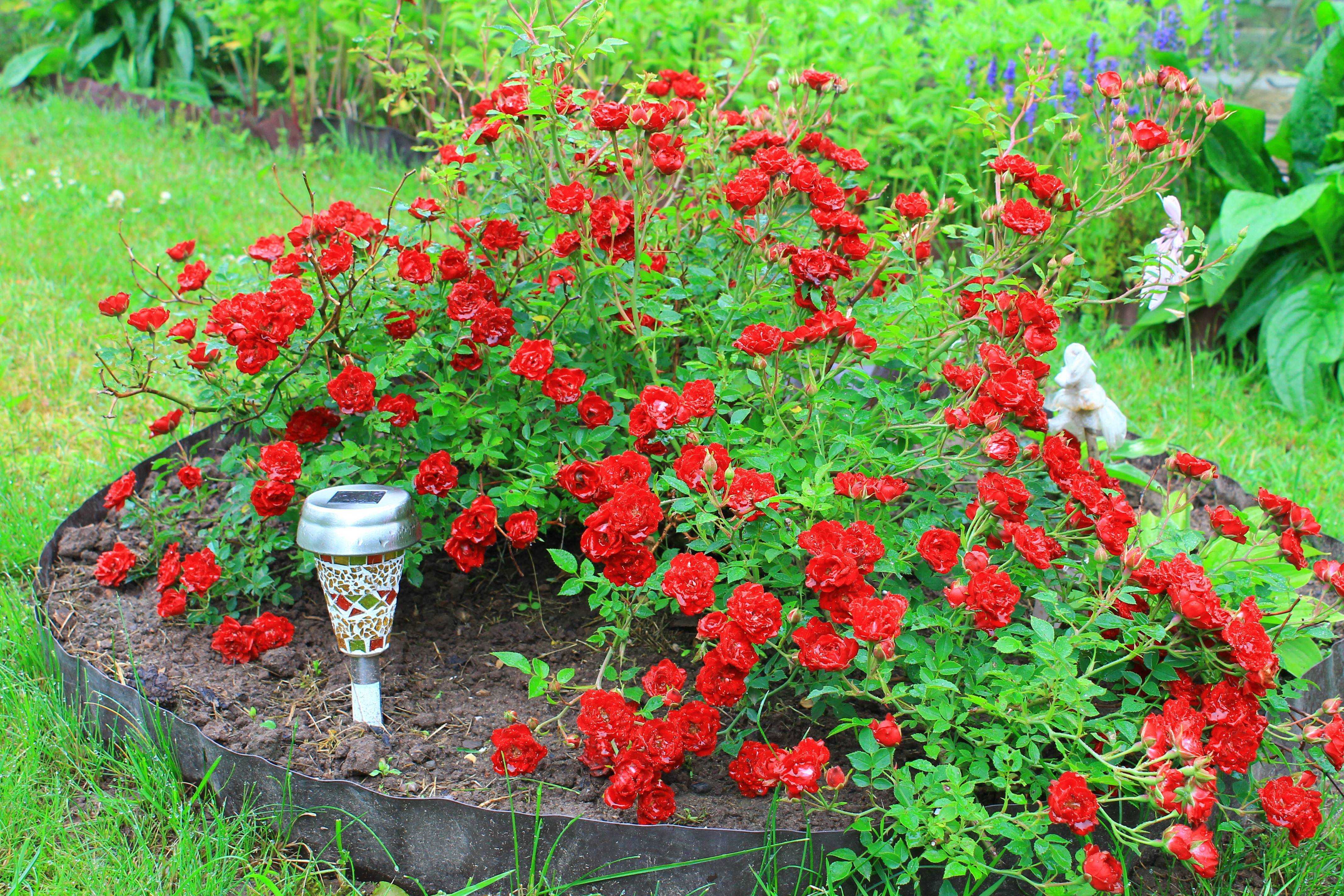 Оптимальный вариант для начинающих цветоводов - посадка неприхотливой, но очаровательной розы Фейри Какие особенности выращивания следует знать