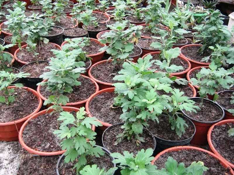 Хризантемы низкорослые шаровидные: выращивание и уход