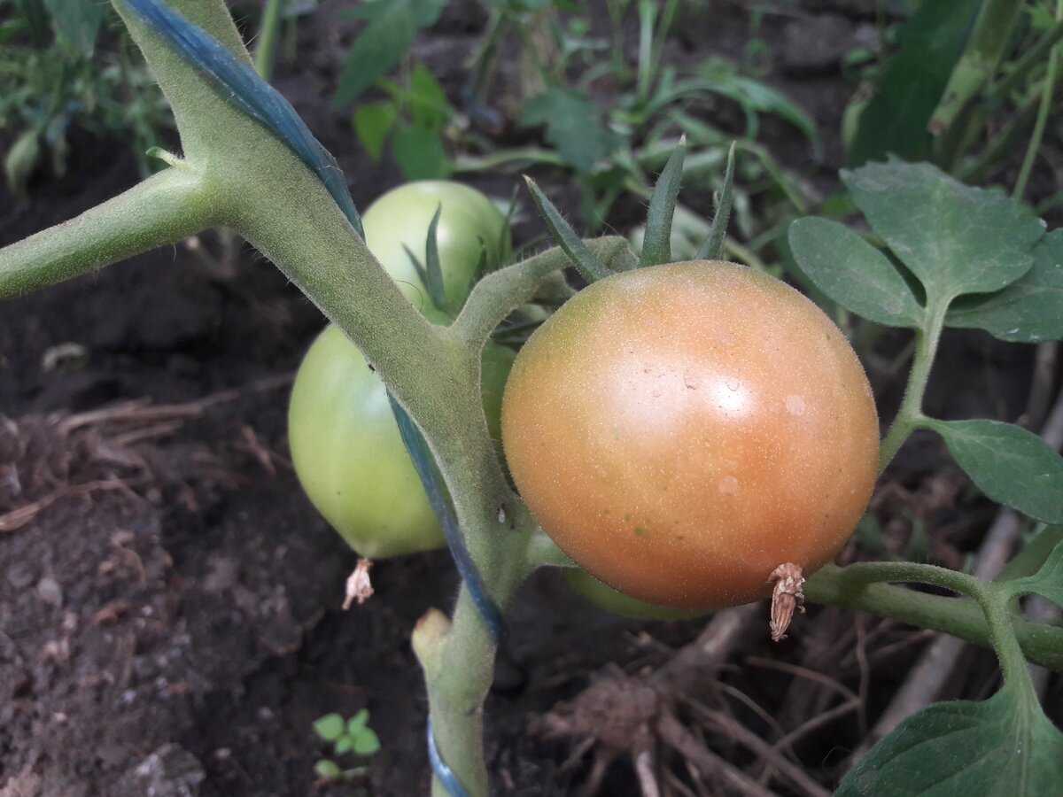 Почему помидоры не краснеют в теплице: что делать чтобы быстрее спели, что сделать если плохо томаты наливаются