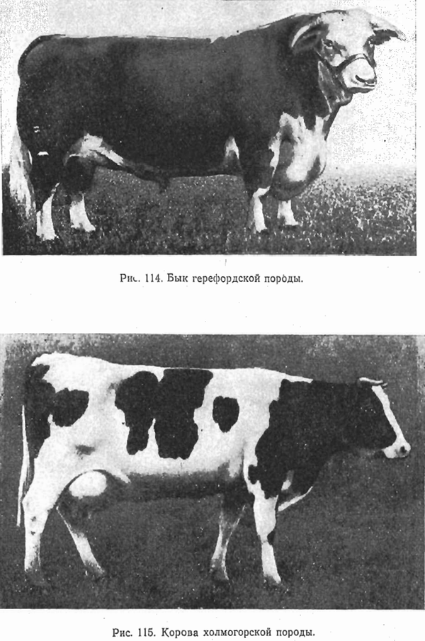 Симментальская породы коров: плюсы и минусы