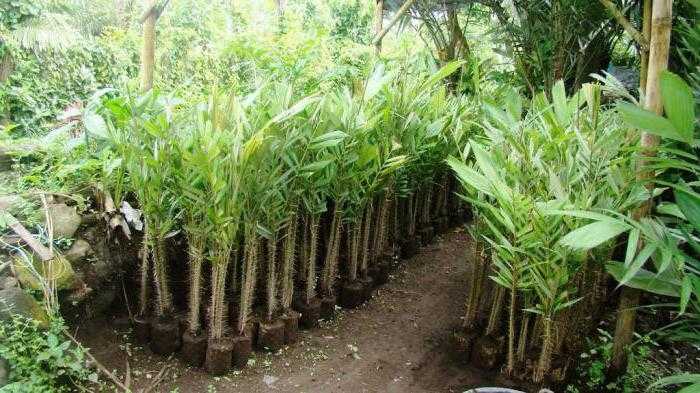 Пальма африканская масличная — полезные свойства, описание