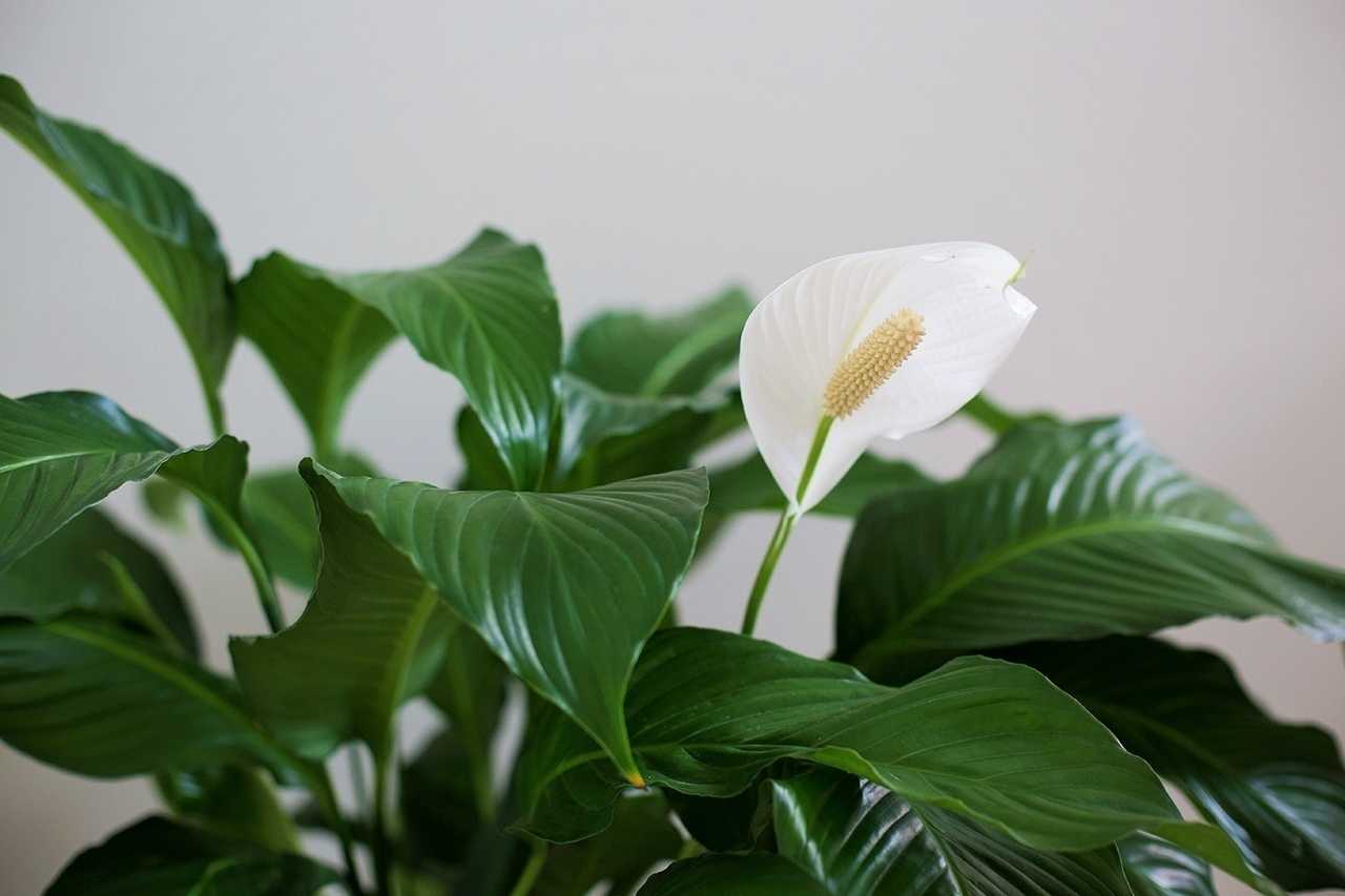 Амазонская лилия на фото, уход за эухарисом в домашних условиях, приметы и суеверия, почему нет цветков у комнатного белого растения с широкими листьями и пересадка