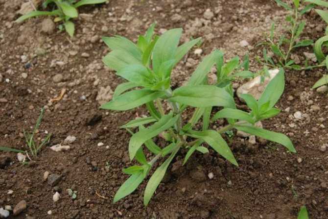 Флоксы однолетние: выращивание из семян когда сажать в открытый грунт