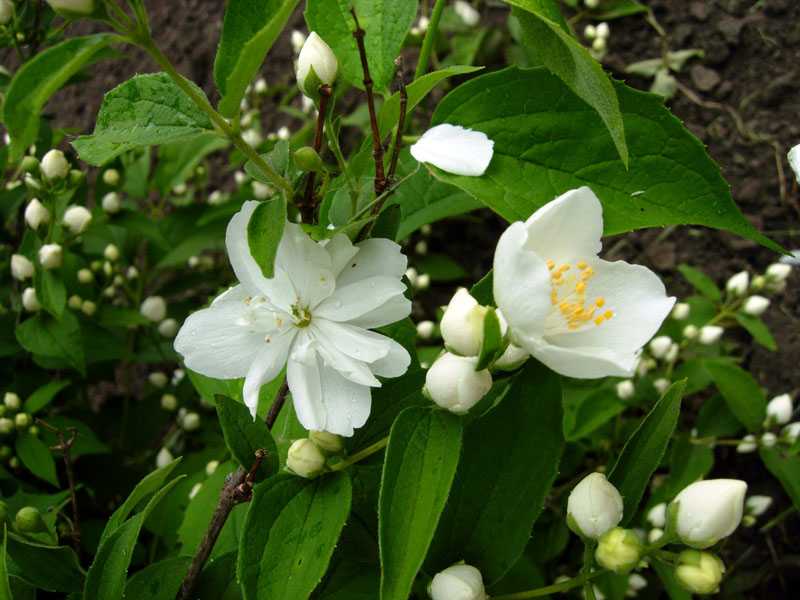 Чубушник или садовый жасмин в сибири — распространенные виды, размножение, тонкости ухода