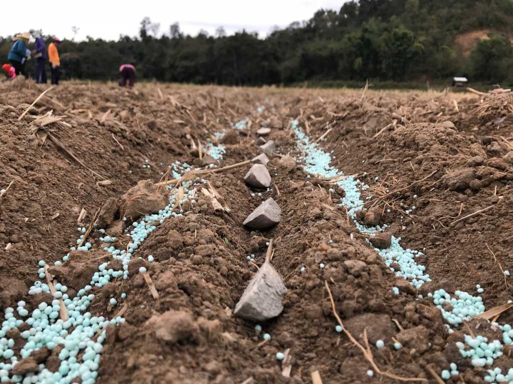 Основная и предпосевная обработка почвы под картофель — зачем нужна, когда и как проводится