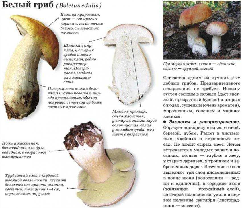 Польза белых грибов для организма человека, химический состав