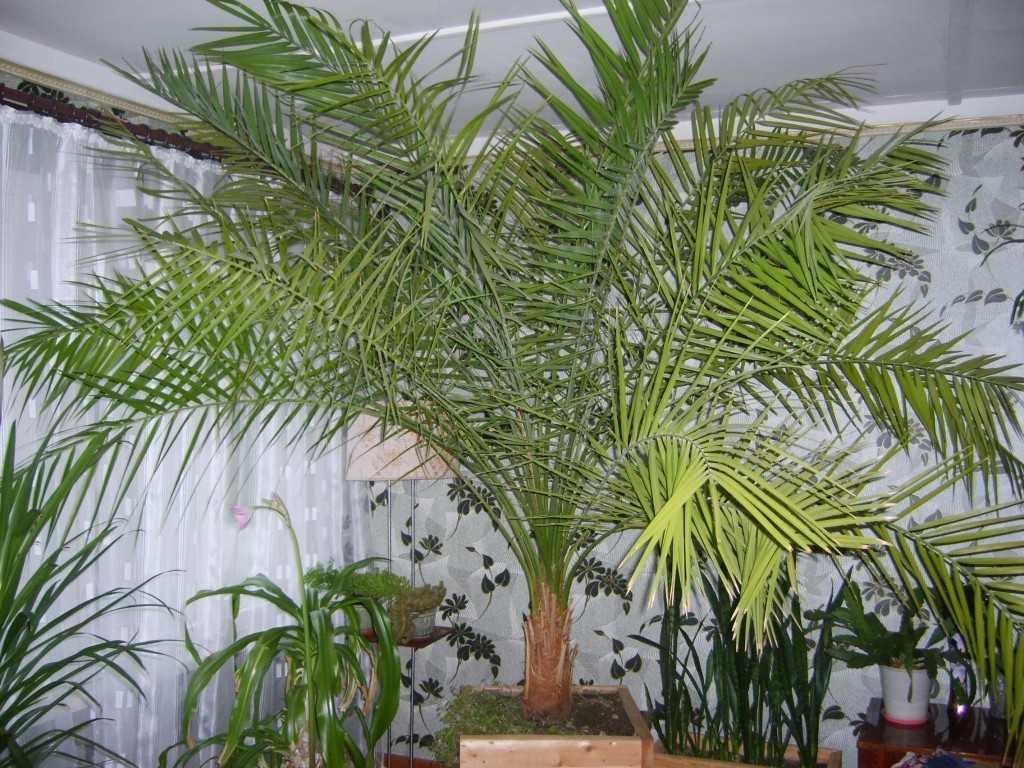 Финиковая пальма: как вырастить в домашних условиях (из косточки), уход, фото, виды, рост