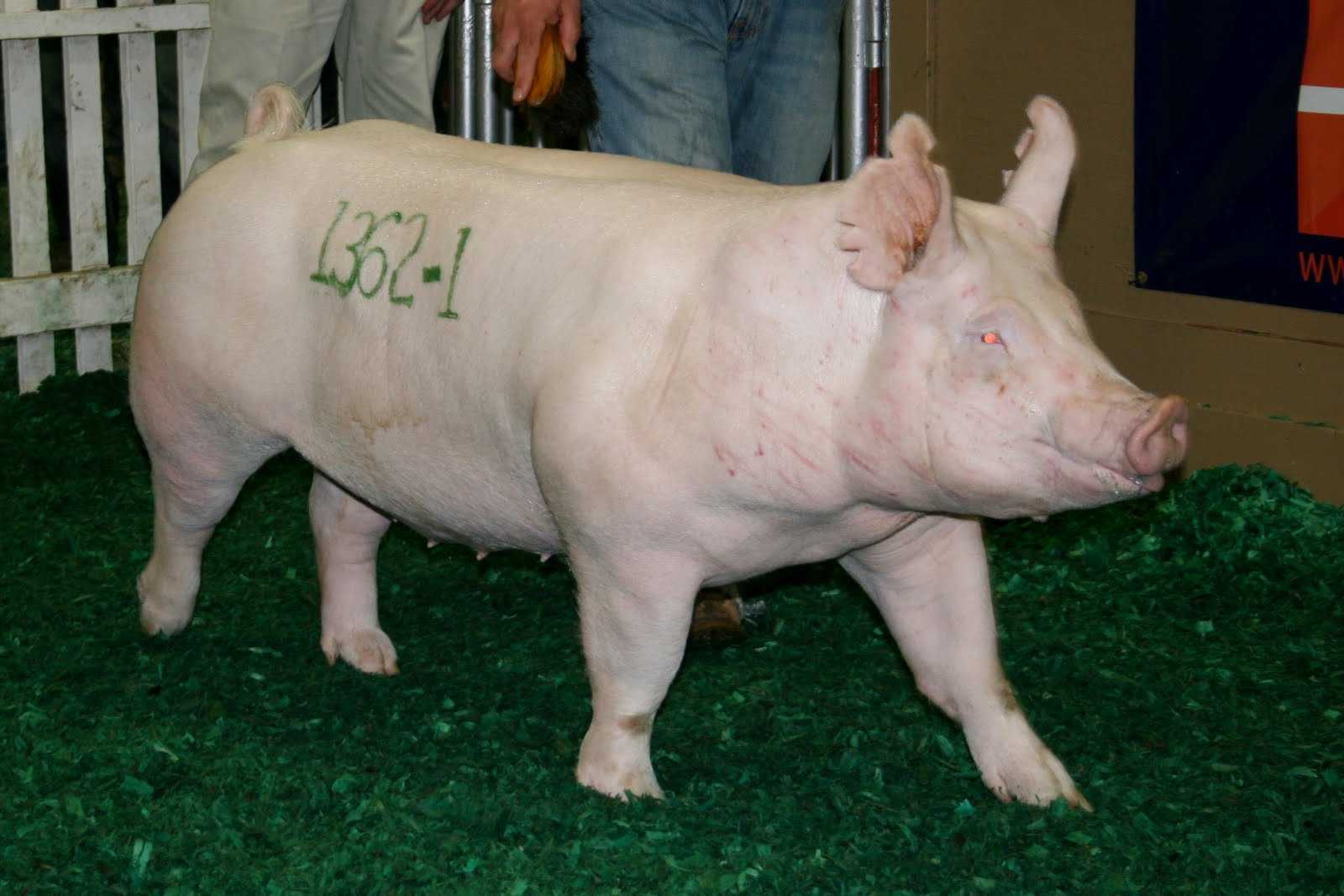 Порода свиней йоркшир – стандарты, условия кормления и содержания 2020