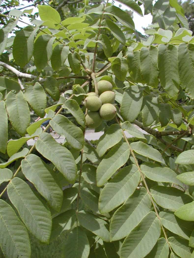 Орех маньчжурский: посадка и уход, выращивание из семян и саженцев