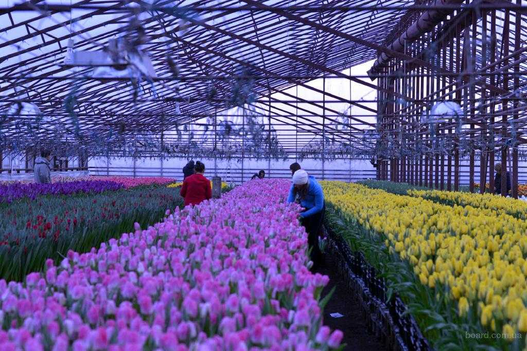 Выращивание тюльпанов в теплице: технология, обустройство, что нужно, посадка, уход, выгонка