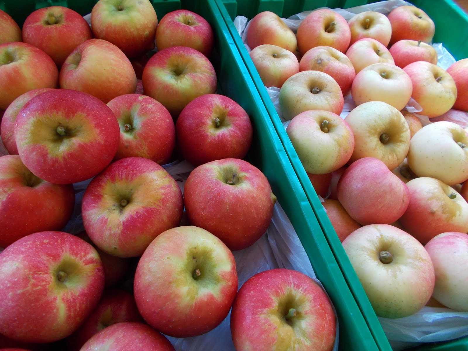 Описание сорта яблони горнист: фото яблок, важные характеристики, урожайность с дерева