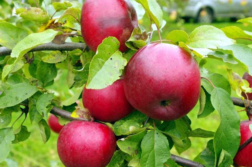 Топ-15 ранних сортов яблок для средней полосы россии