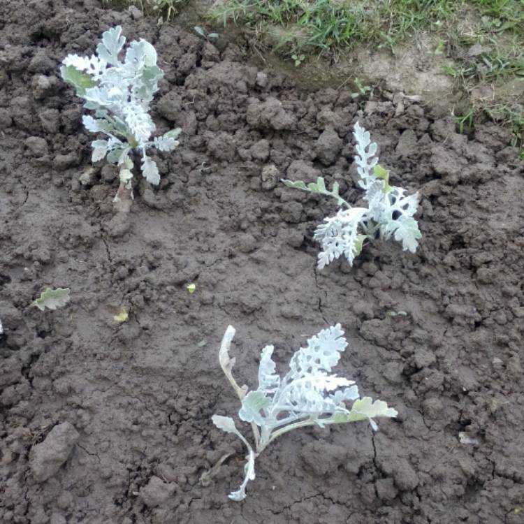 Выращивание цинерарии из семян, посадка и уход в открытом грунте