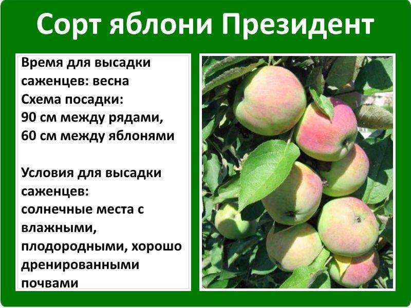 Описание сорта яблони диалог фото яблок, важные характеристики, урожайность с дерева