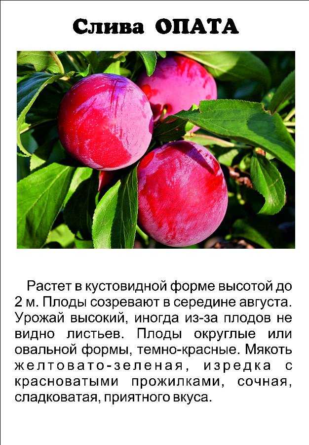 Особенности выращивания абрикосовой сливы