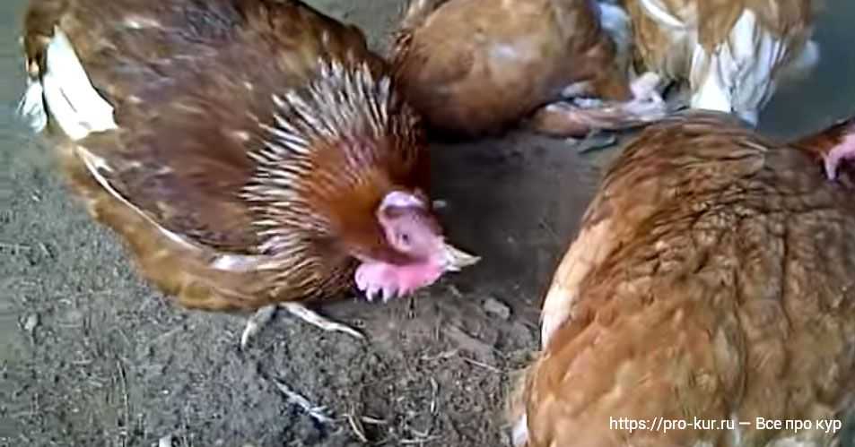 Болезни цыплят и курей, их лечение: фото и описание признаков в картинках
