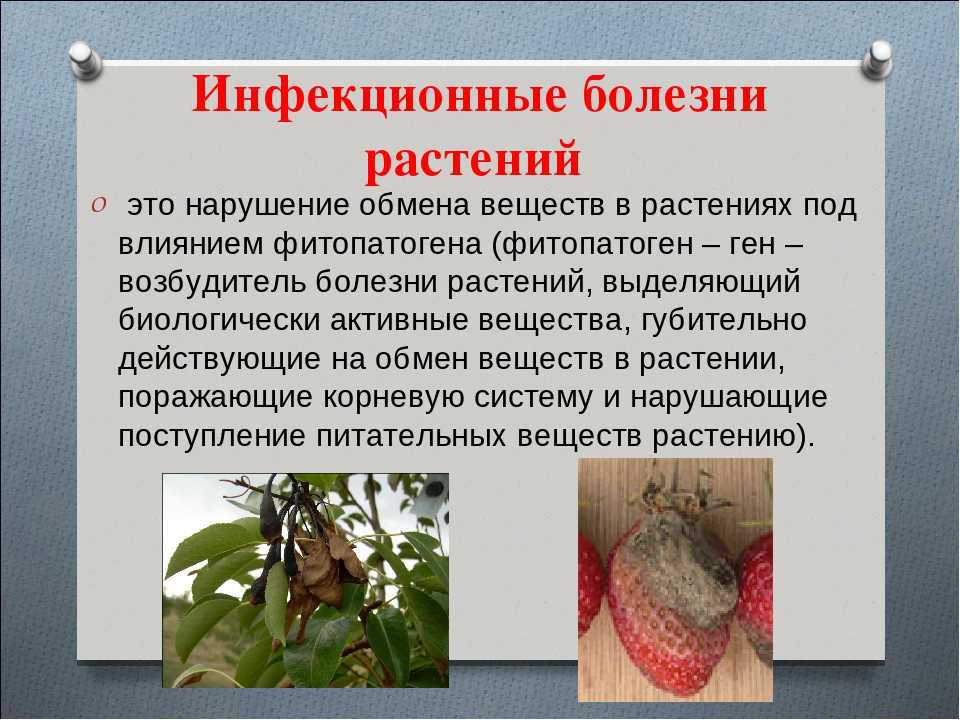 Грибковые заболевания. виды грибковых заболеваний. диагностика и лечение микозов кожи и внутренних органов