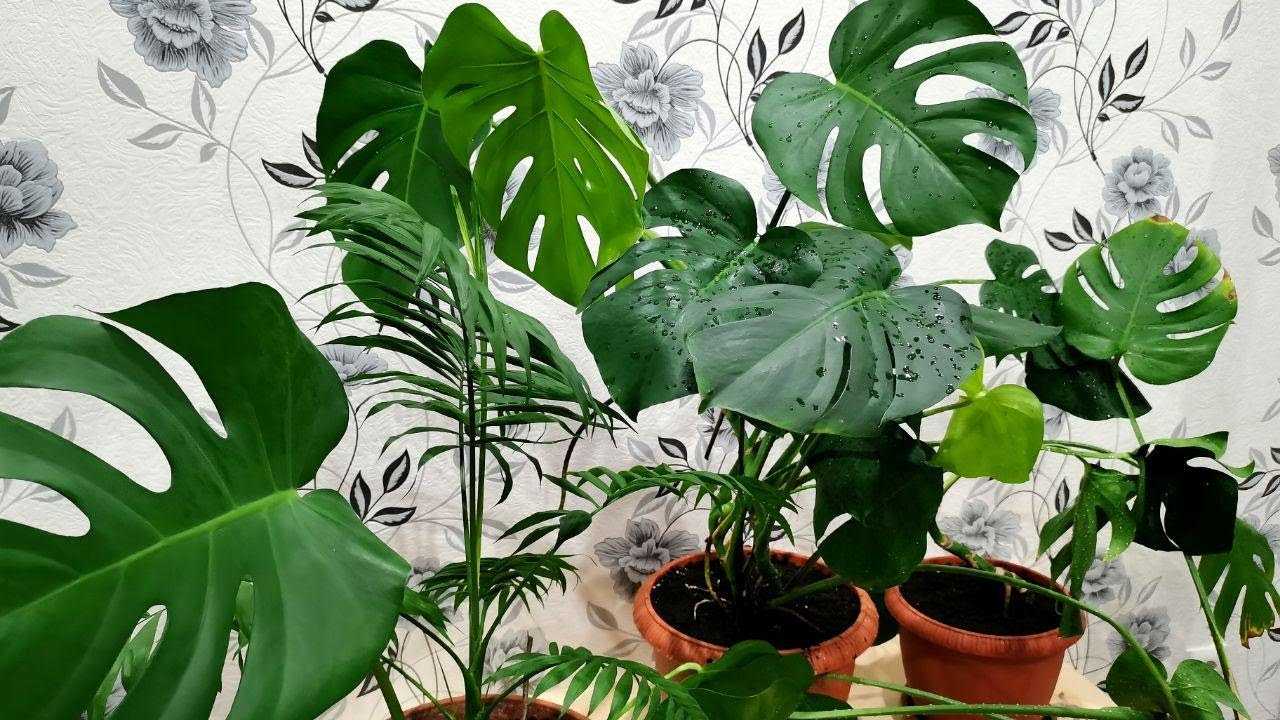 Монстера домашняя – экзотическая лиана из жарких тропиков. описание, уход, пересадка и размножение (75 фото & видео) +отзывы