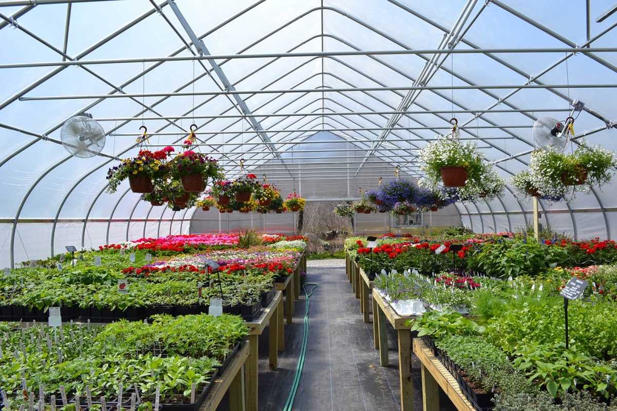 Как выращивать цветы в теплице на продажу: бизнес на выращивании цветов